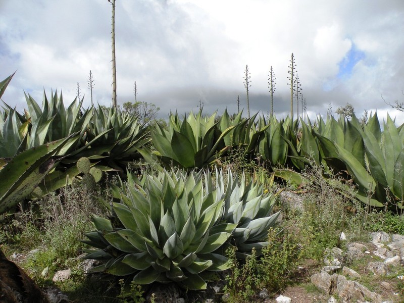 Maguey photo 4