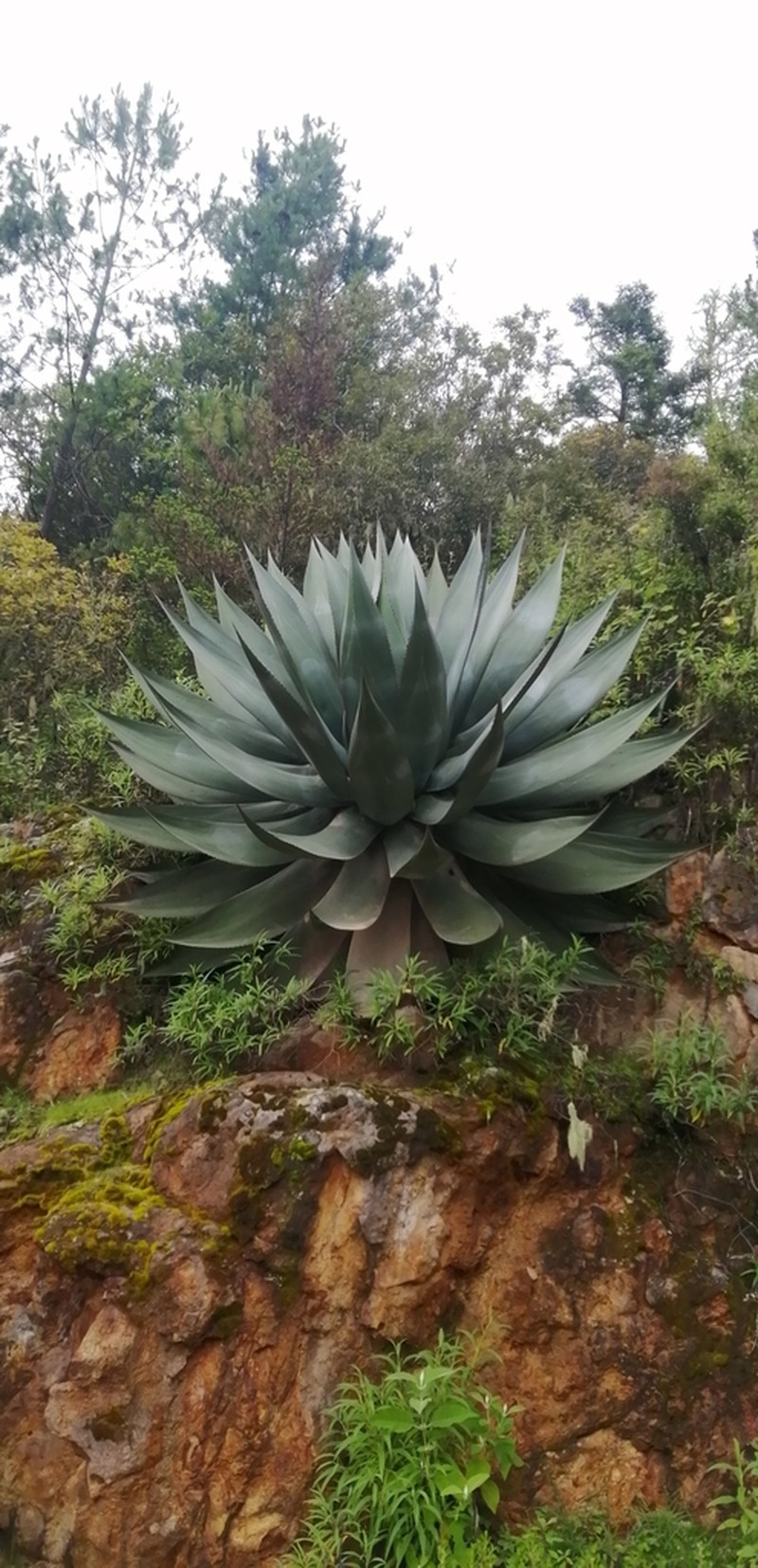 Maguey photo 5
