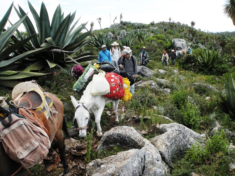 Maguey photo 6
