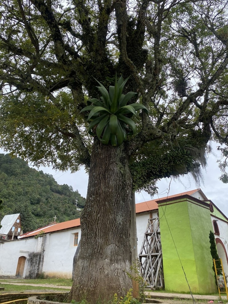 Maguey photo 7