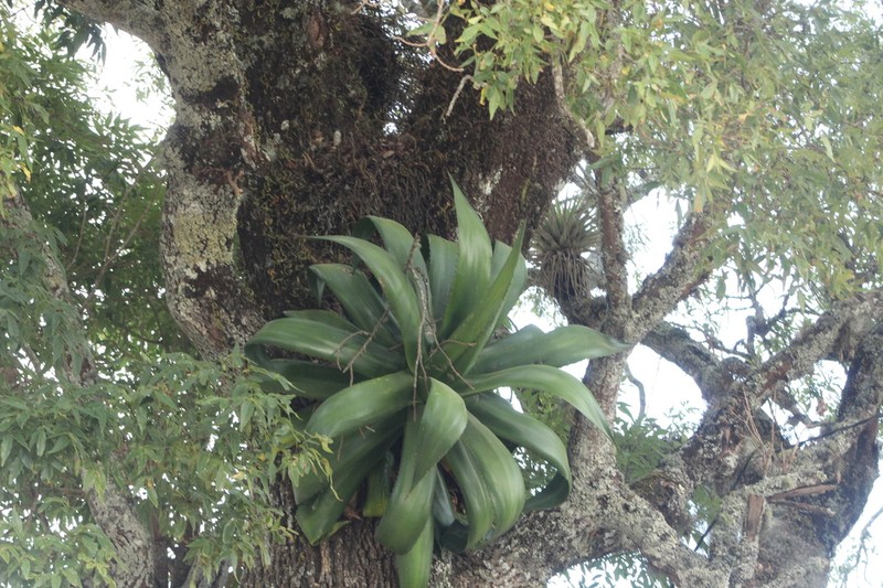 Maguey photo 8