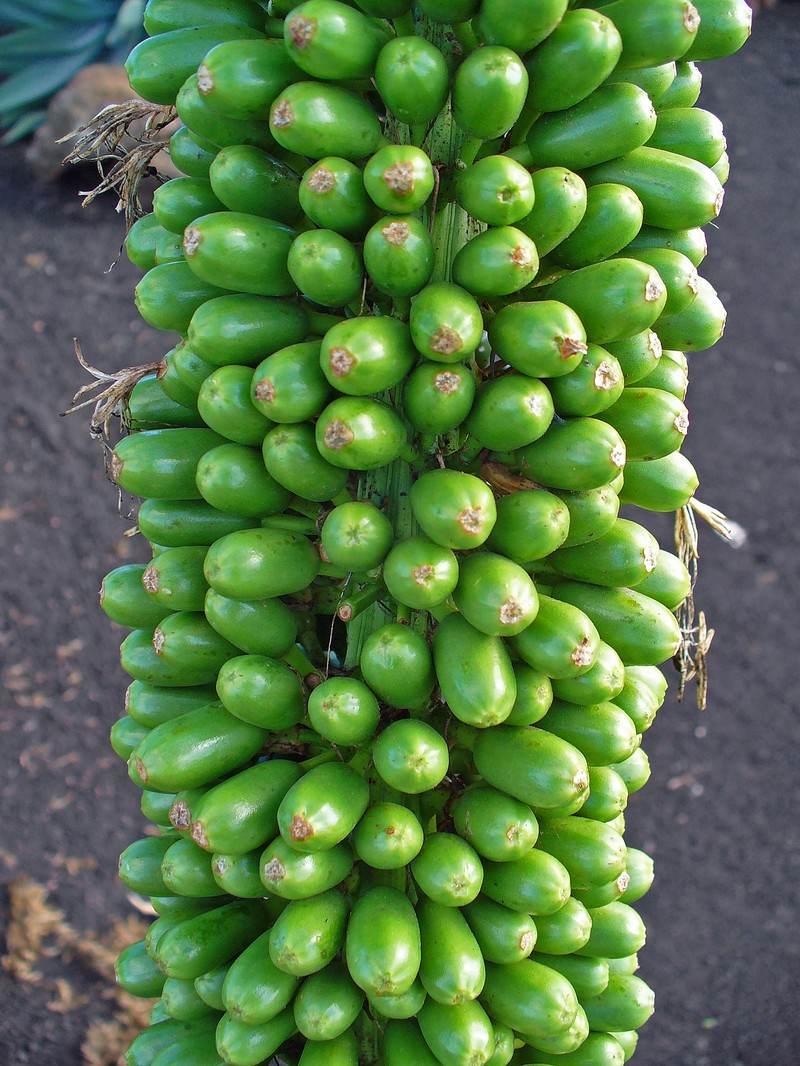 Agave attenuata photo 2