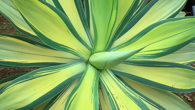 Agave attenuata photo 3