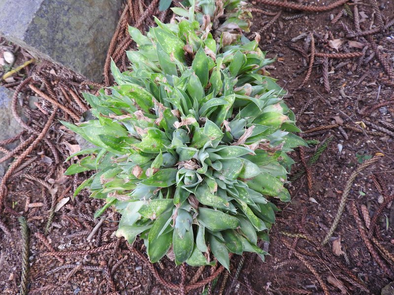 Agave attenuata photo 4