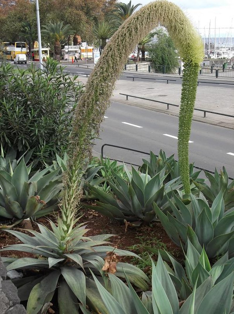 Agave attenuata photo 5