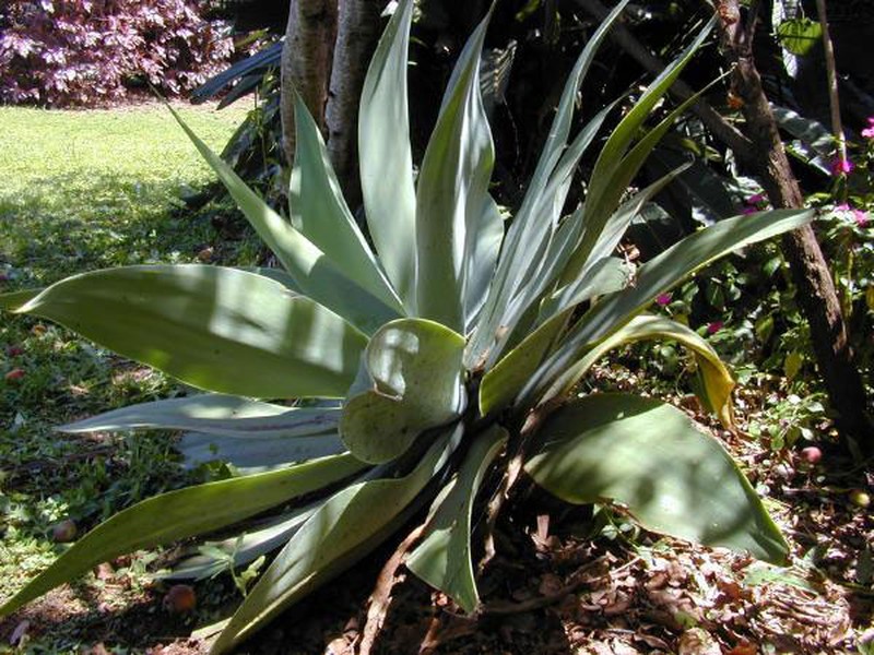 Agave attenuata photo 6