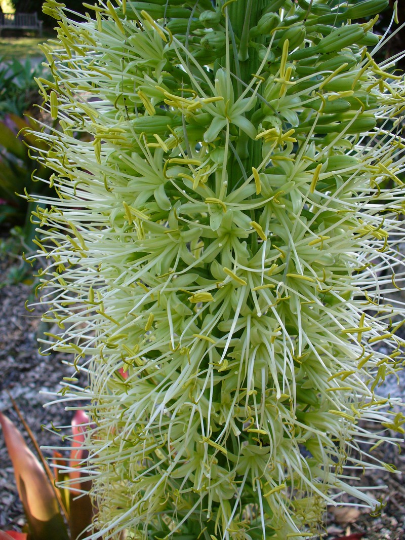 Agave attenuata photo 7