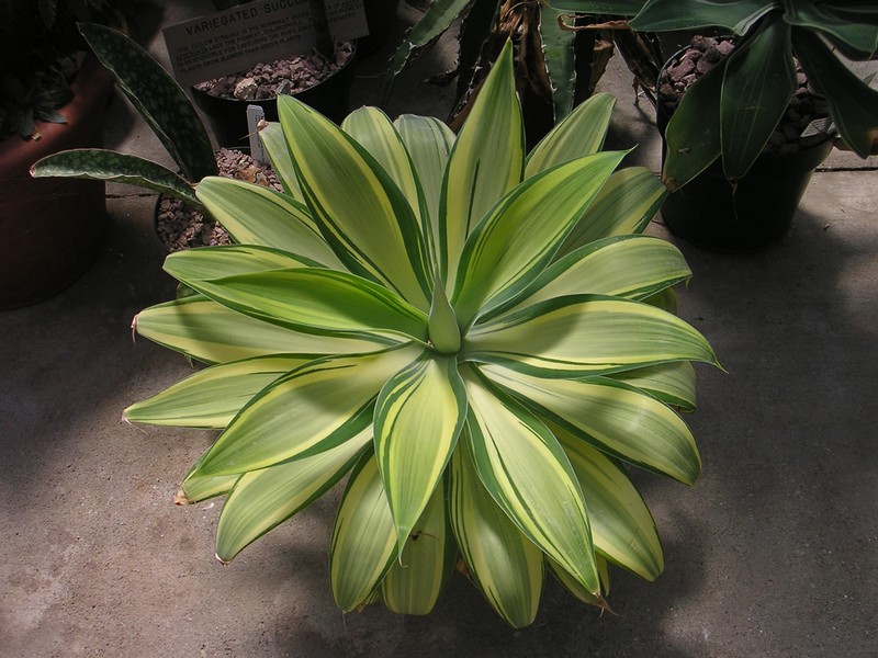 Agave attenuata photo 8