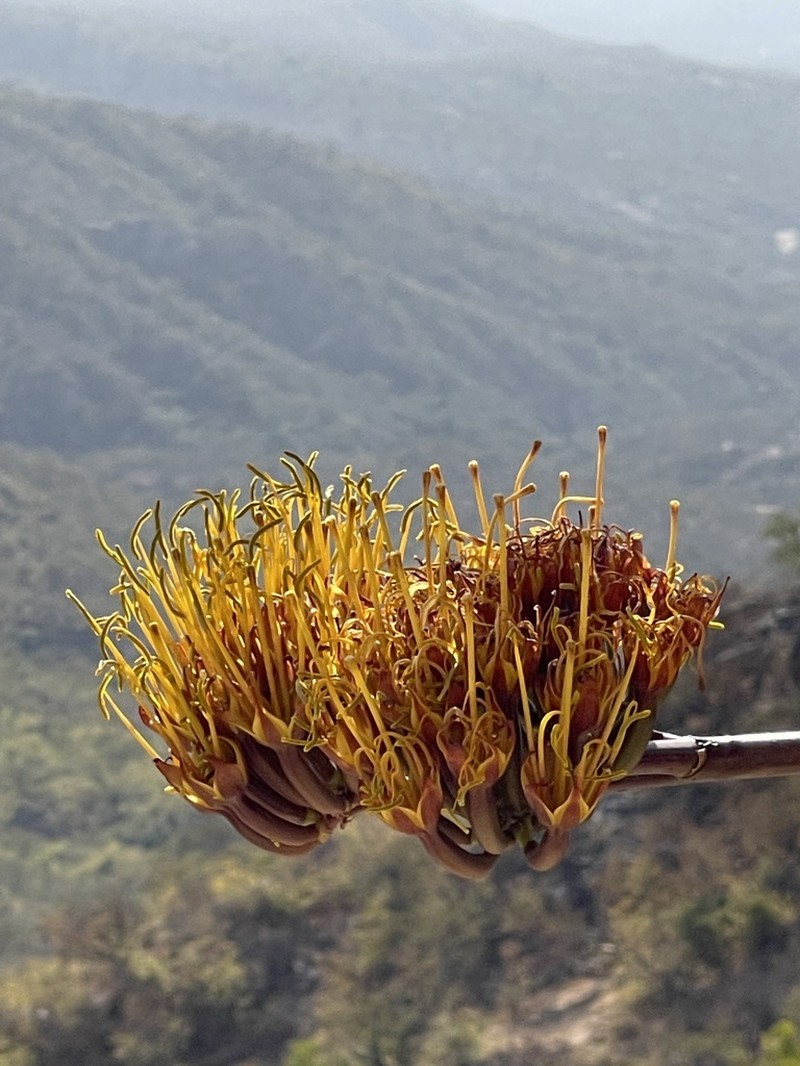Agave aurea photo 2