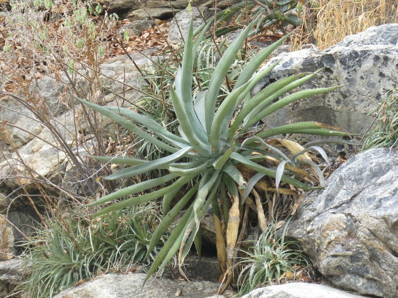 Agave aurea photo 3