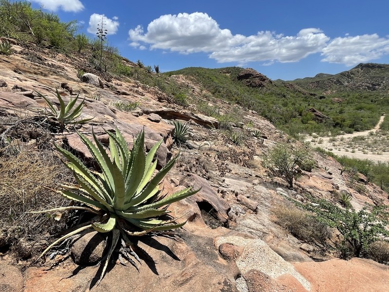 Agave aurea photo 4