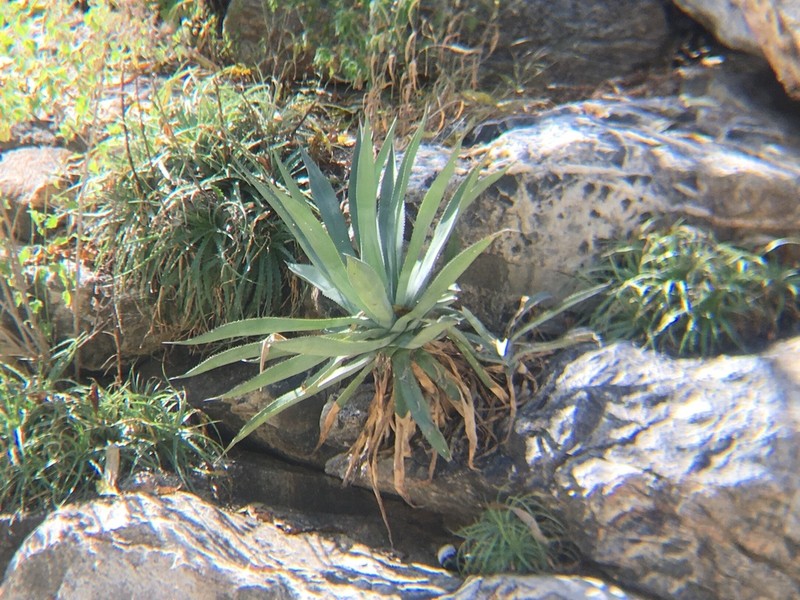 Agave aurea photo 5