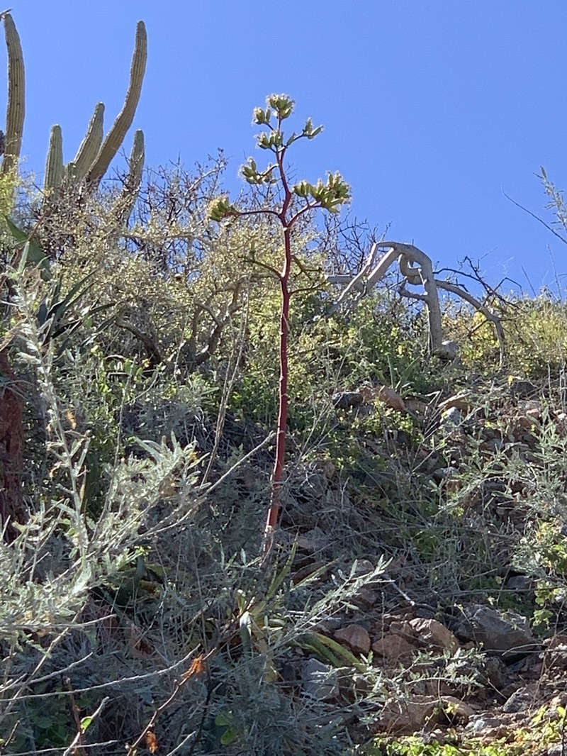 Agave aurea photo 6