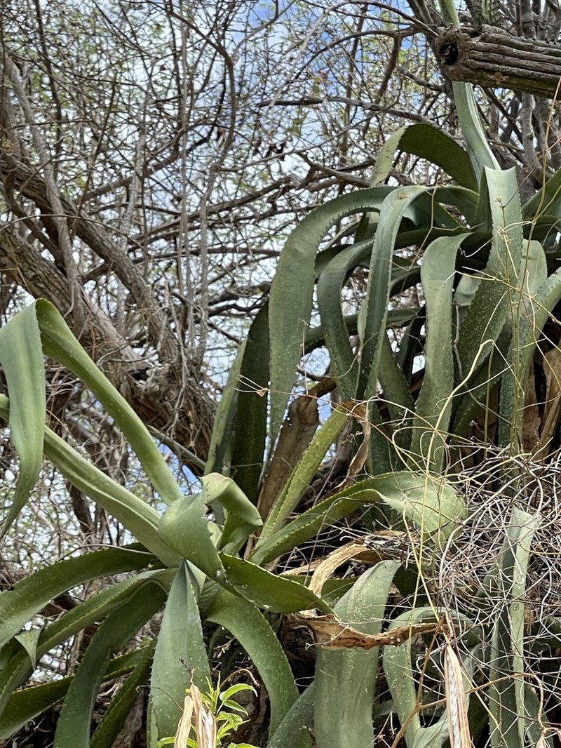 Agave aurea photo 7