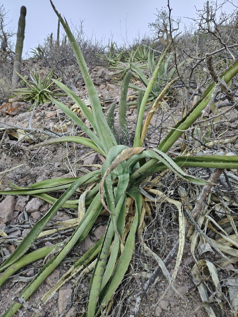 Agave aurea var. aurea
