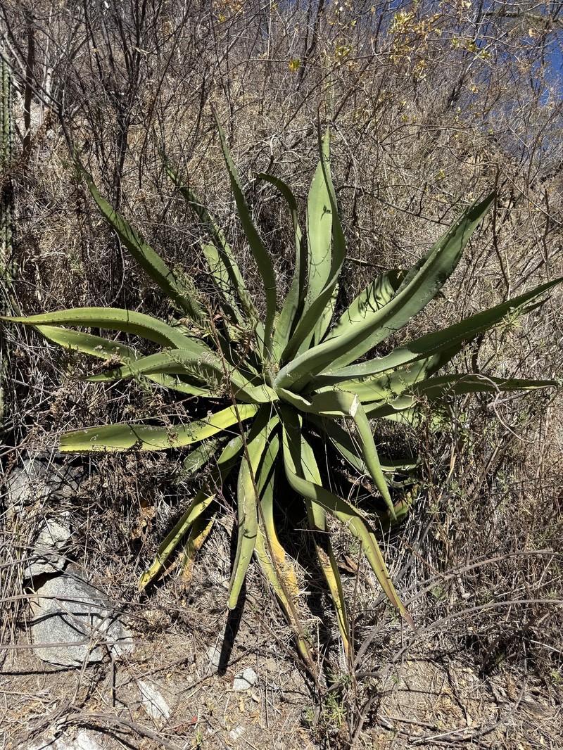 Agave aurea var. aurea photo 2