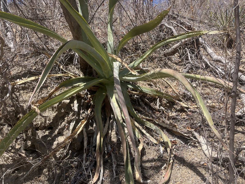 Agave aurea var. aurea photo 3