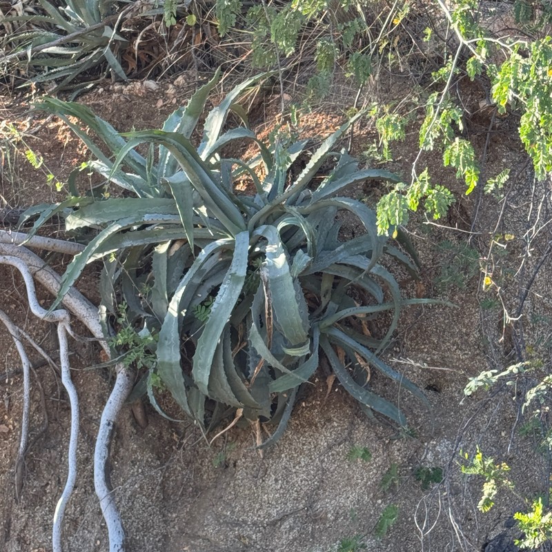 Agave aurea var. capensis