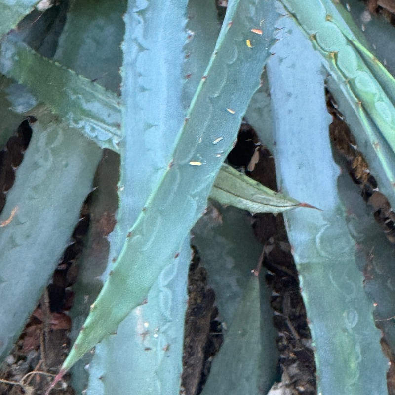 Agave aurea var. capensis photo 2