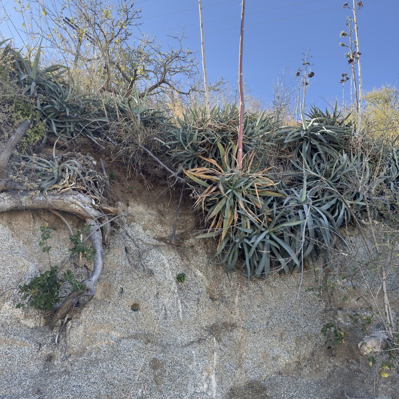 Agave aurea var. capensis photo 3