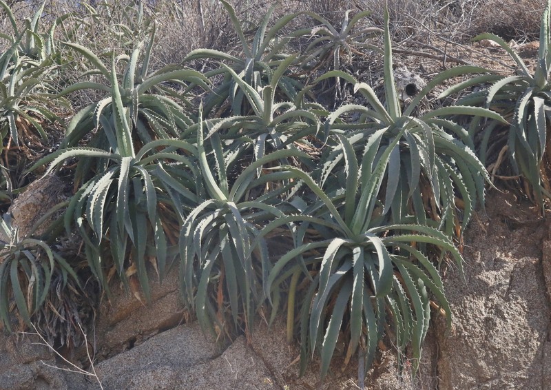 Agave aurea var. capensis photo 4