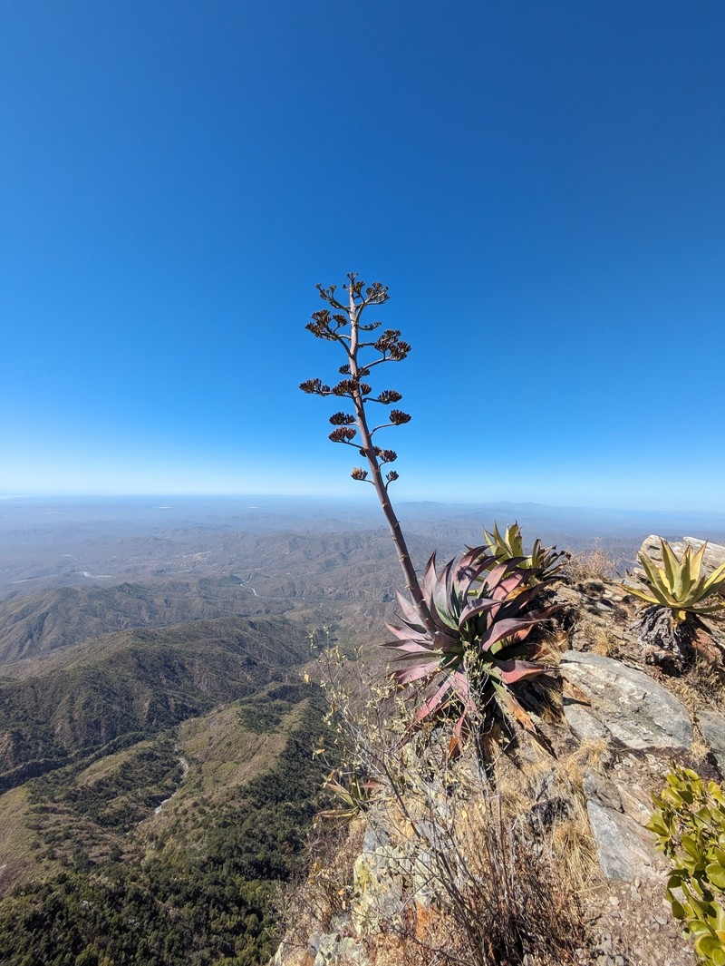Agave aurea var. promontorii