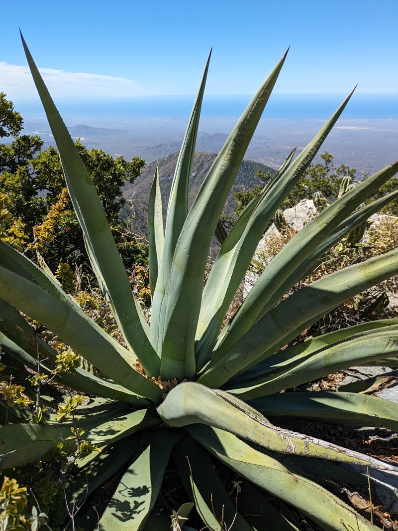 Agave aurea var. promontorii photo 2