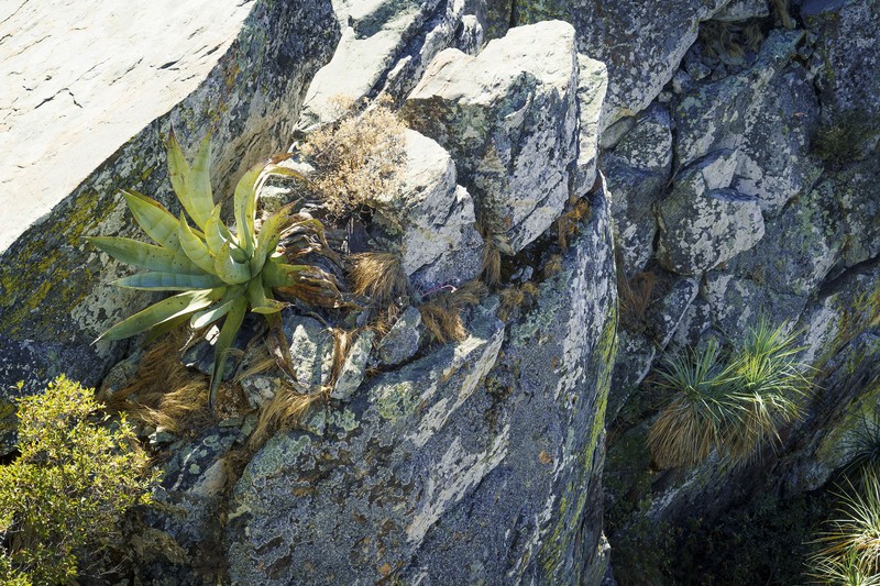 Agave aurea var. promontorii photo 3