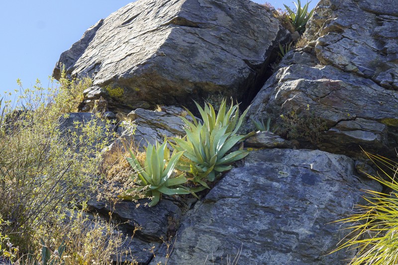 Agave aurea var. promontorii photo 4