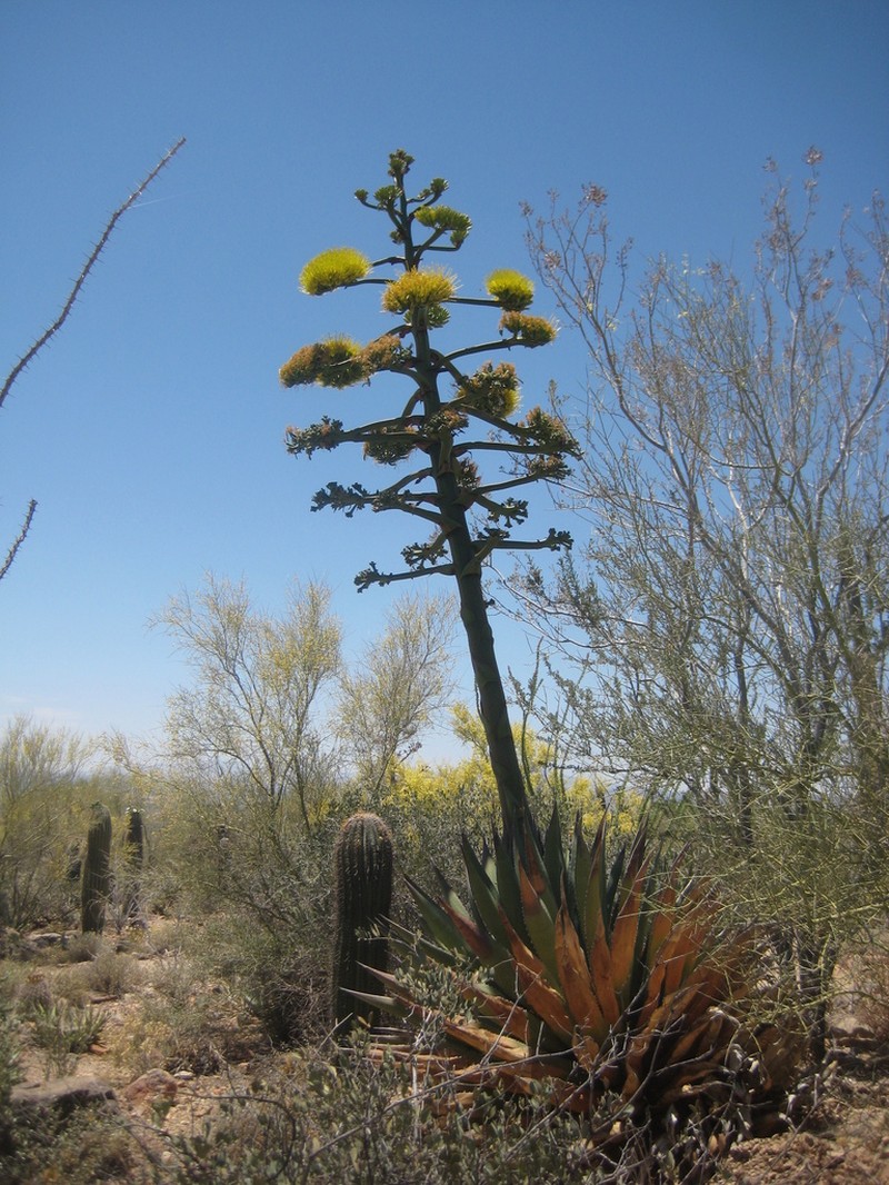 Agave avellanidens photo 2