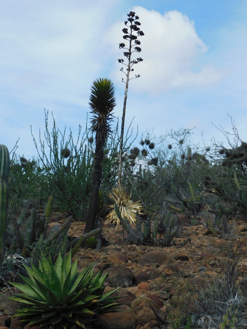 Agave avellanidens photo 3
