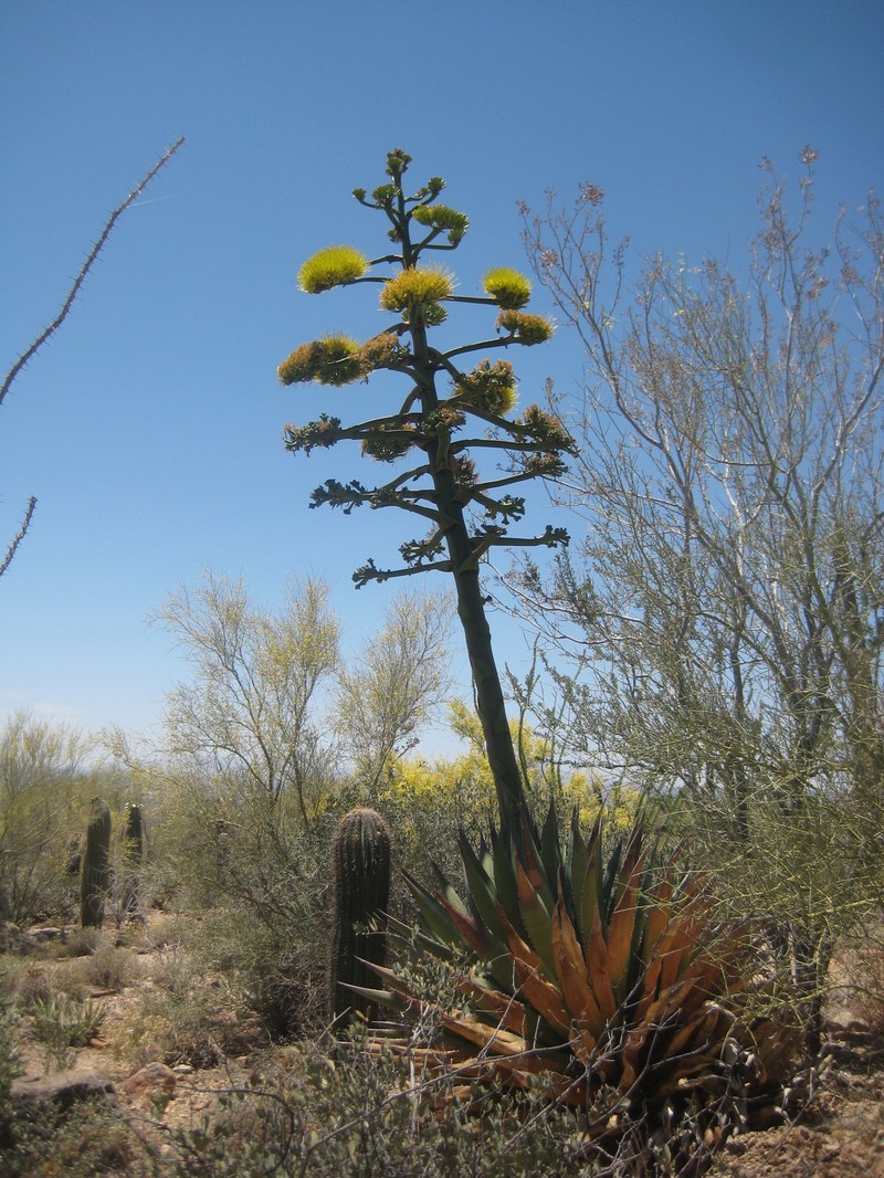 Agave avellanidens photo 4