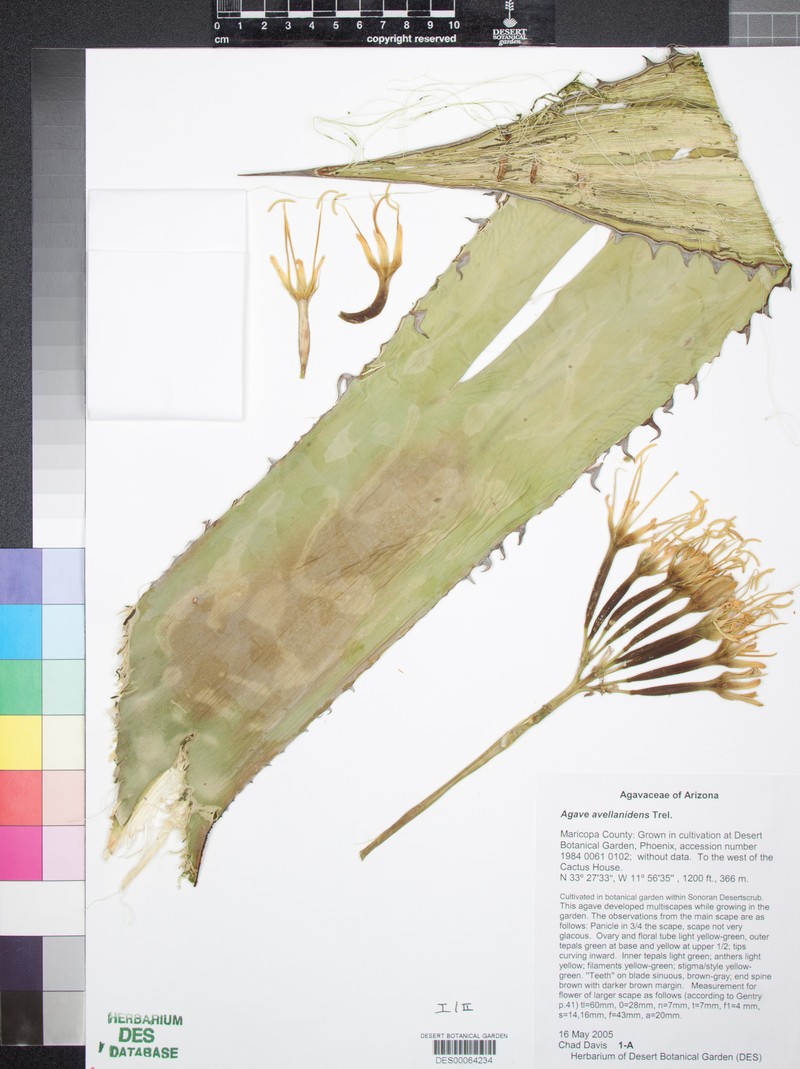 Agave avellanidens photo 5