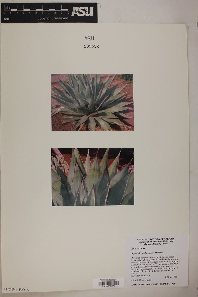 Agave avellanidens photo 6