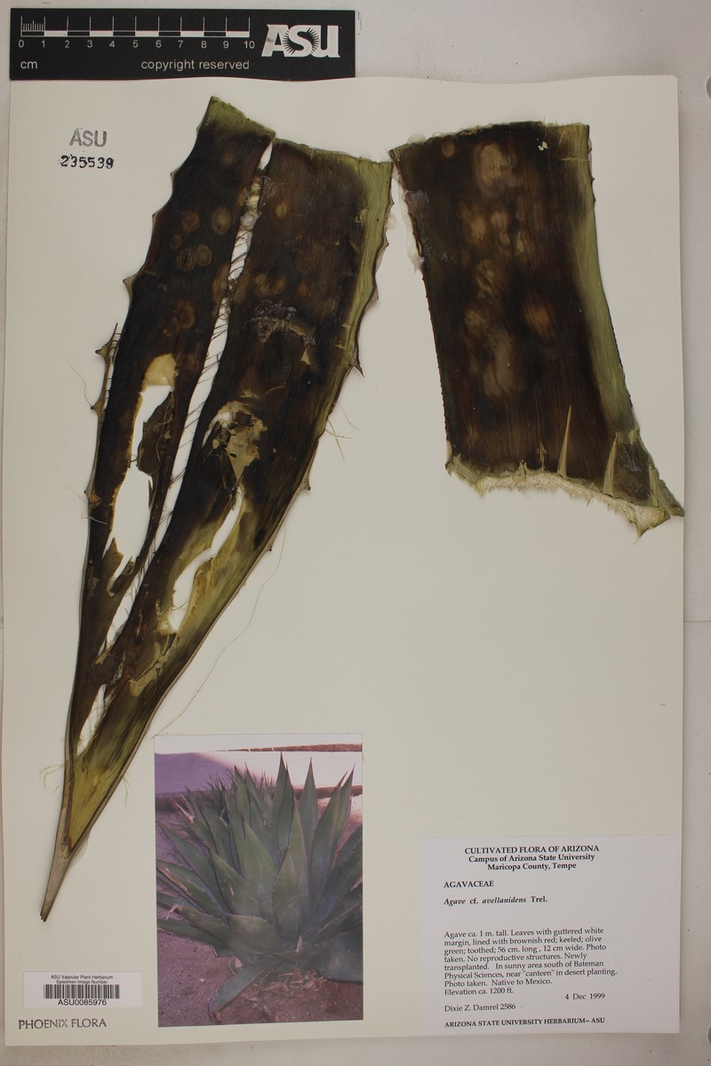 Agave avellanidens photo 7