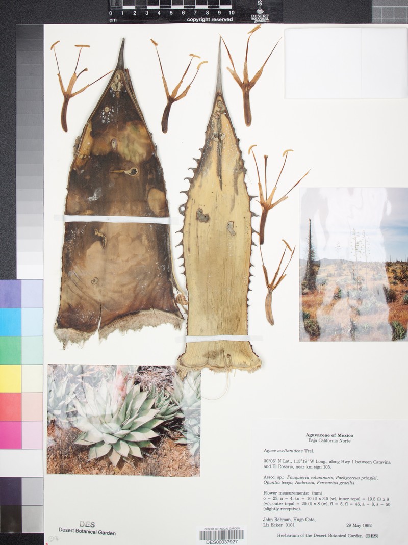Agave avellanidens photo 8