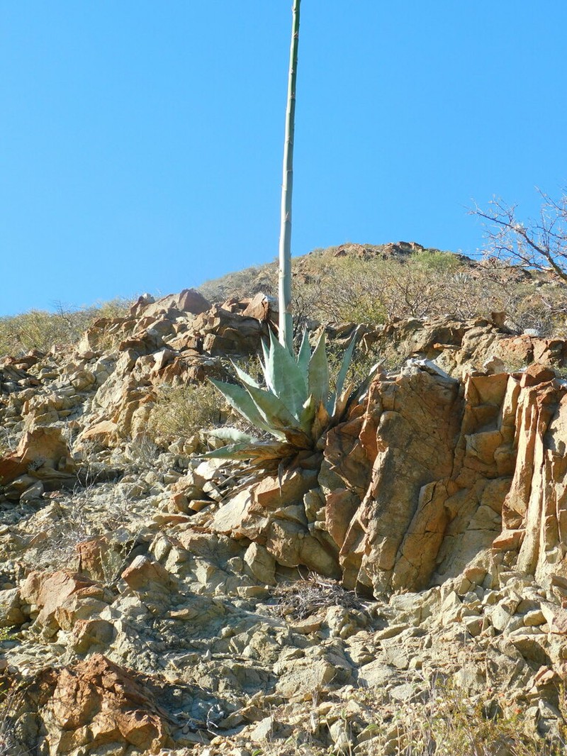 Agave azurea photo 2