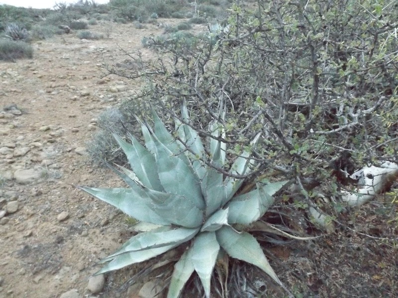 Agave azurea photo 3