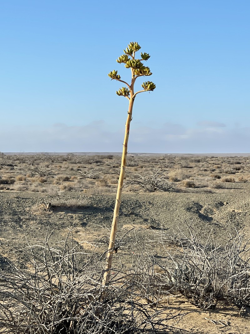 Agave azurea photo 4