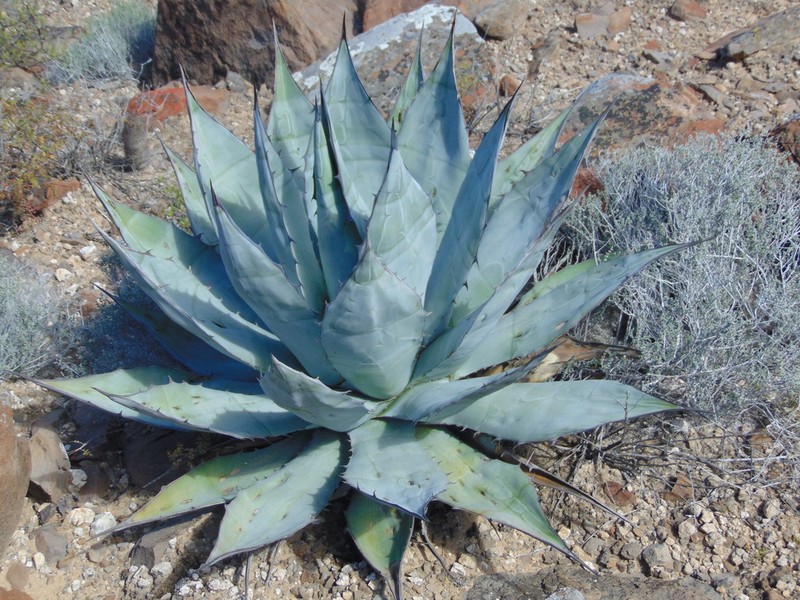 Agave azurea photo 5