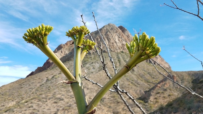 Agave azurea photo 6