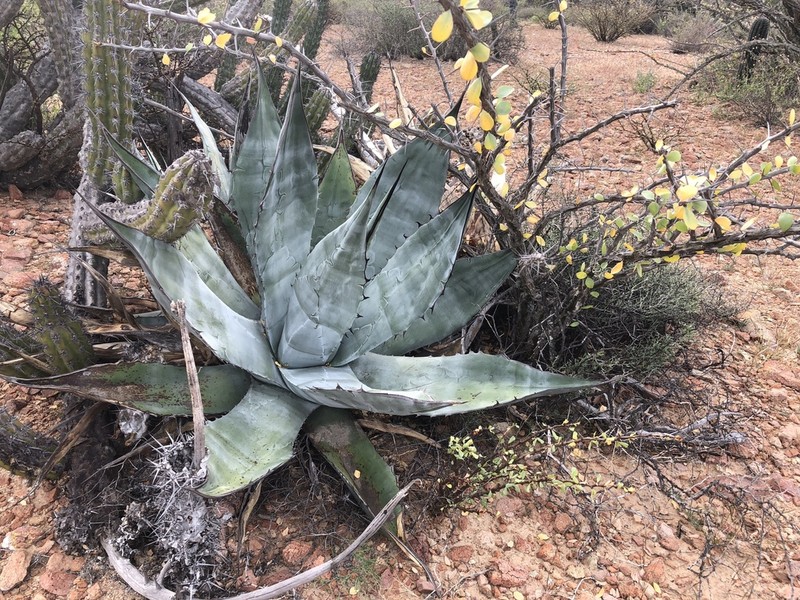 Agave azurea photo 7