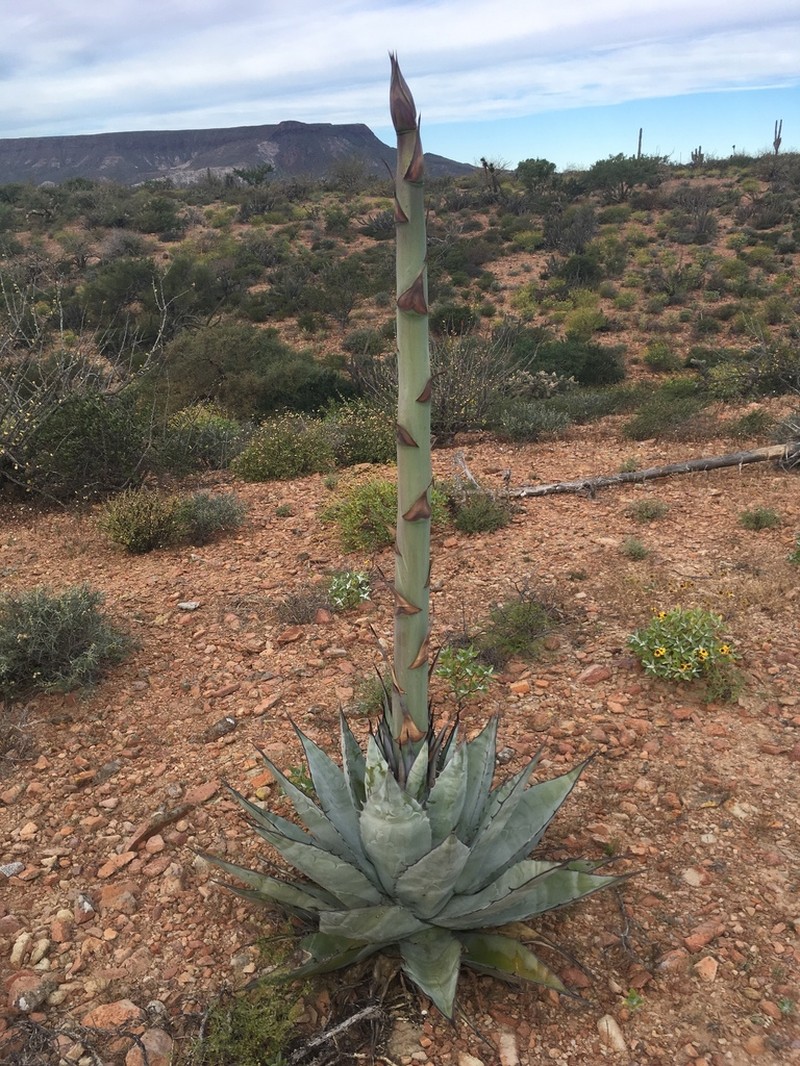 Agave azurea photo 8