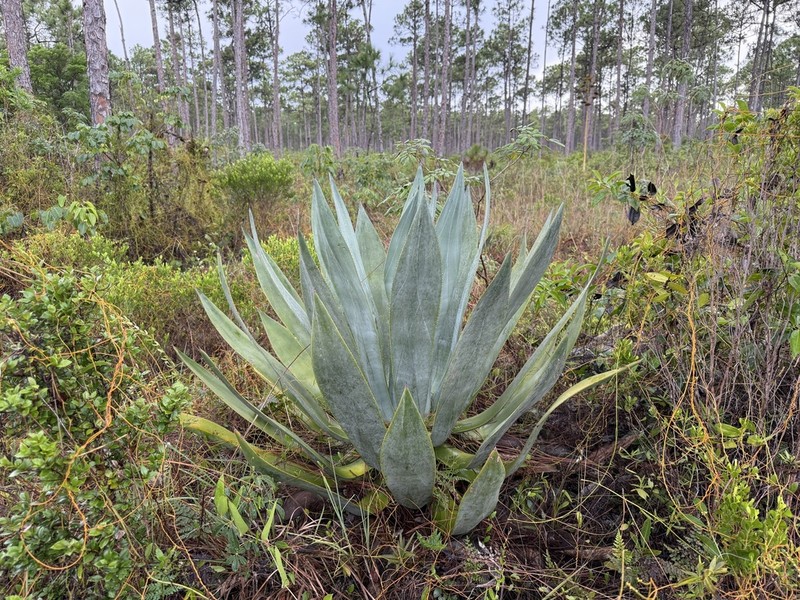 Agave bahamana