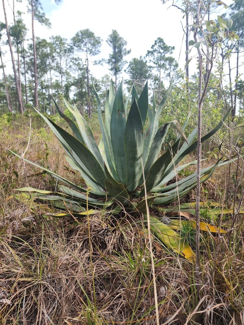 Agave bahamana photo 2