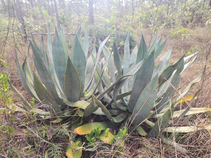 Agave bahamana photo 3
