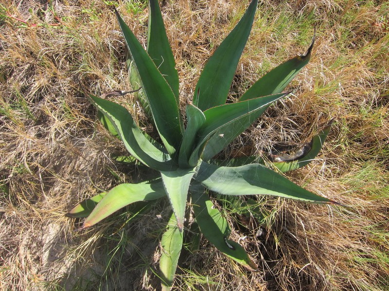 Agave bahamana photo 4