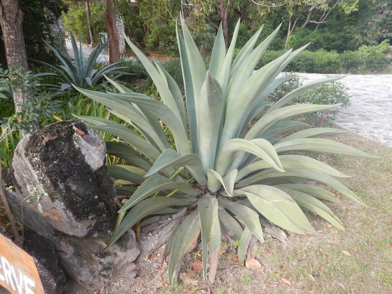 Agave bahamana photo 5