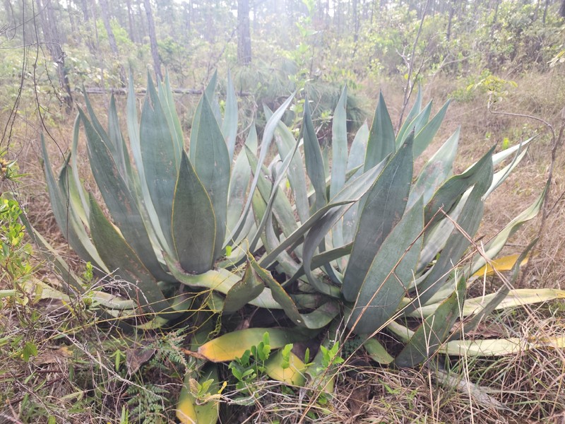 Agave bahamana photo 6