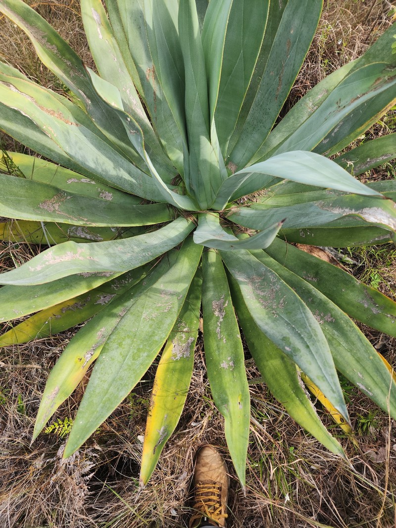 Agave bahamana photo 7